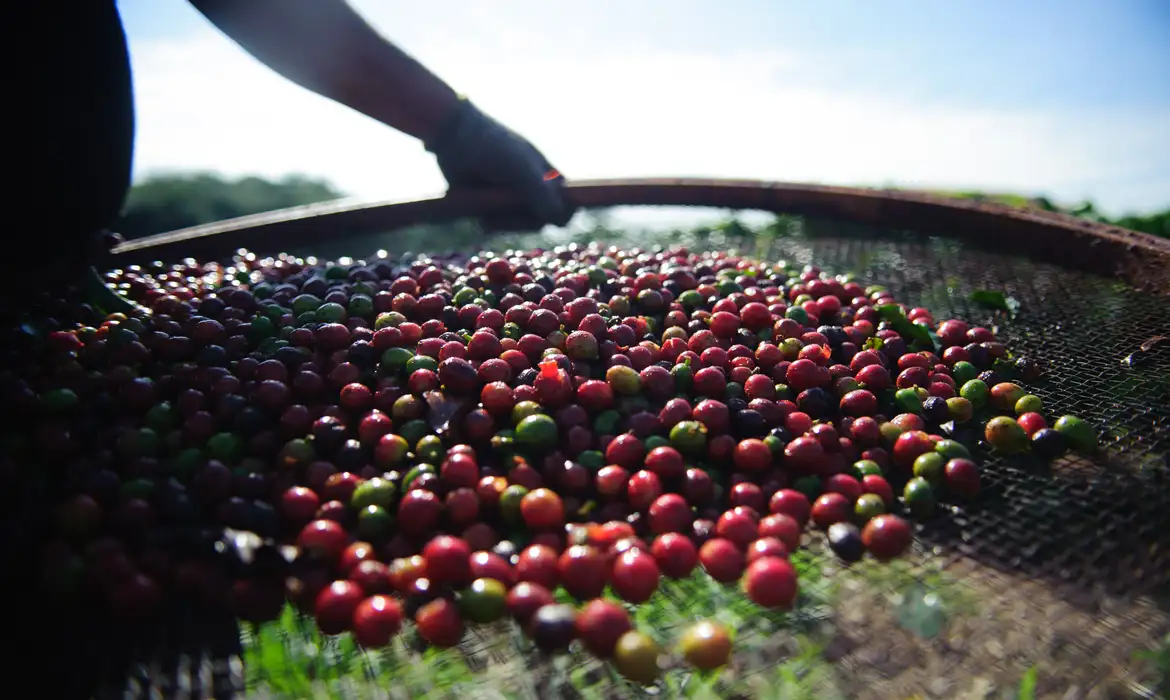 Dia Mundial do Café: Brasil domina o mercado global