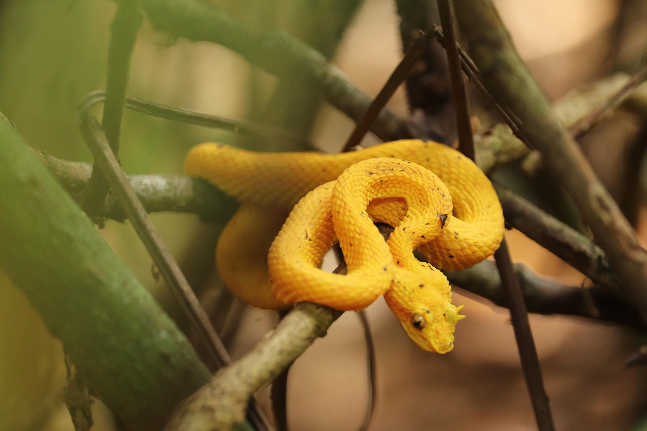 Cobra-de-cílios: a serpente que usa beleza como arma
