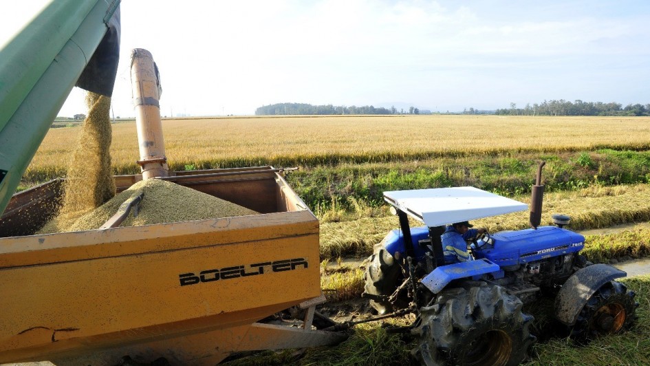 Colheita de arroz no RS atinge 79,19% da área plantada