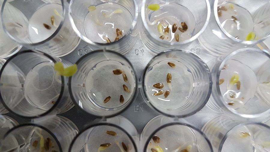 Cientistas descobrem fungo que extrai ouro