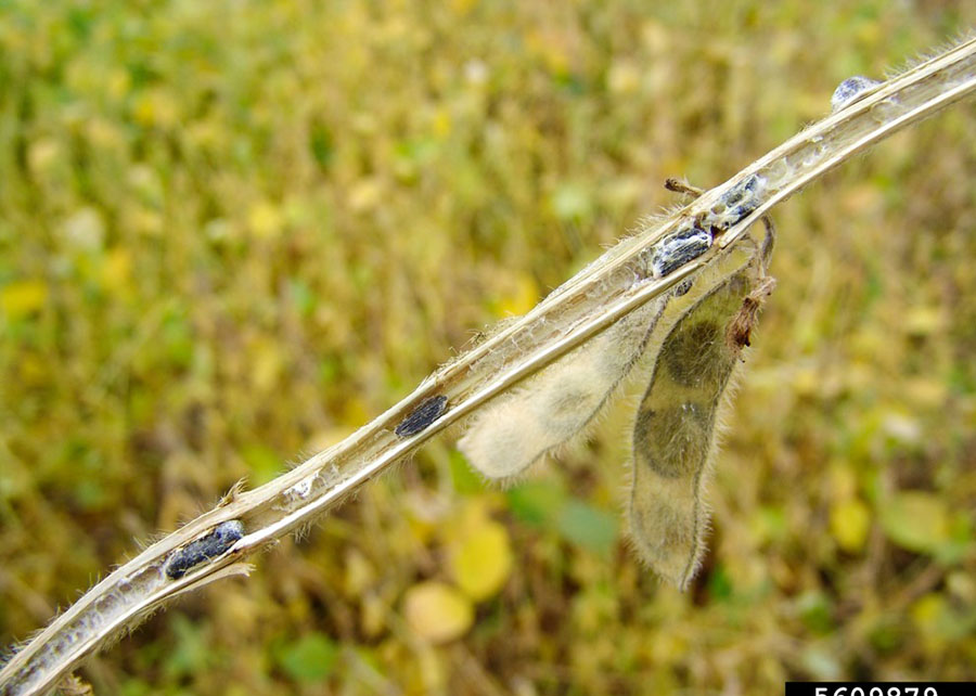 Fogo contra fogo: cientistas usam fungo que controla doenças agrícolas