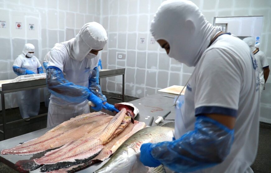 Rondônia conquista certificação e amplia mercado nacional de peixes