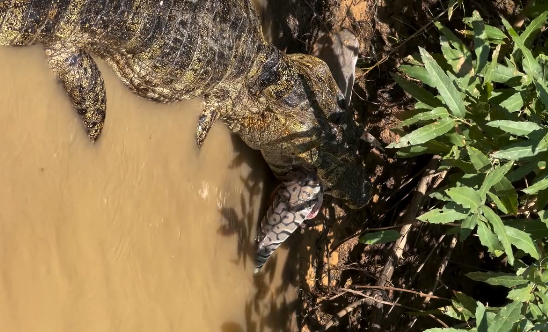 Veja momento raro de caçada de jacaré no Pantanal