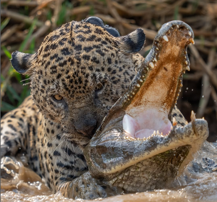 Veja em câmera lenta um jaguar caçando jacaré
