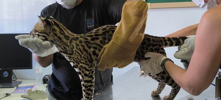 Jaguatirica resgatada no Pará chega ao Ibama para reabilitação