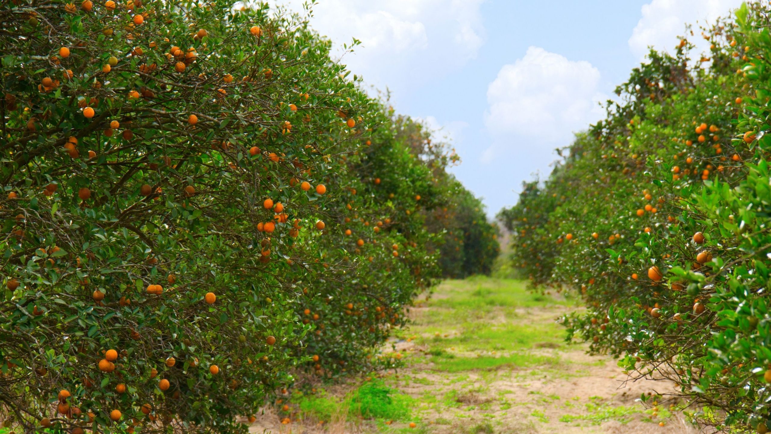 Safra de laranja no Brasil é a menor em 34 anos; calor é o vilão