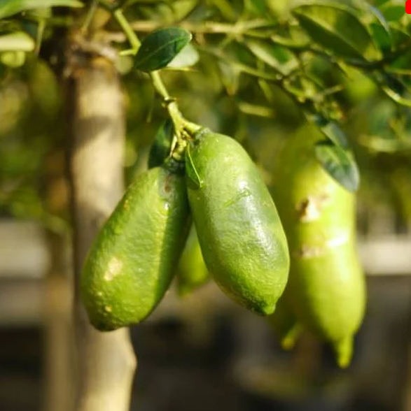Limão caviar: fruta exótica conquista a alta gastronomia