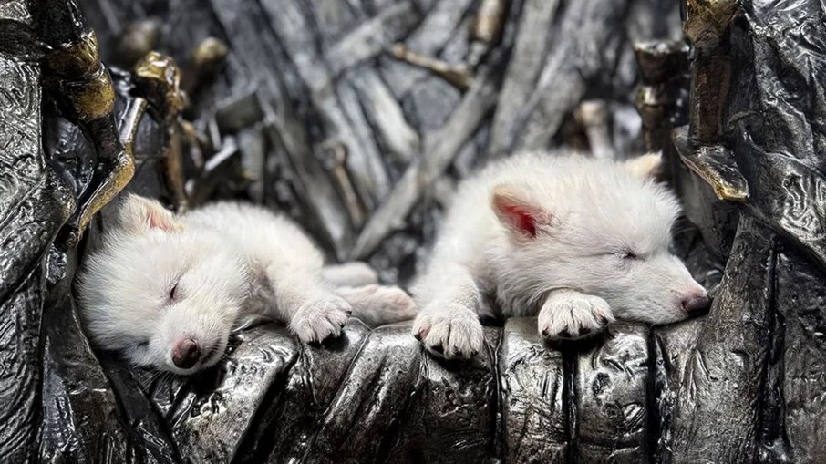 Lobo terrível: saiba como a ciência está “ressuscitando” o predador pré-histórico de “Game of Thrones”