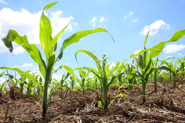 Produtores finalizam plantio de milho 2ª safra