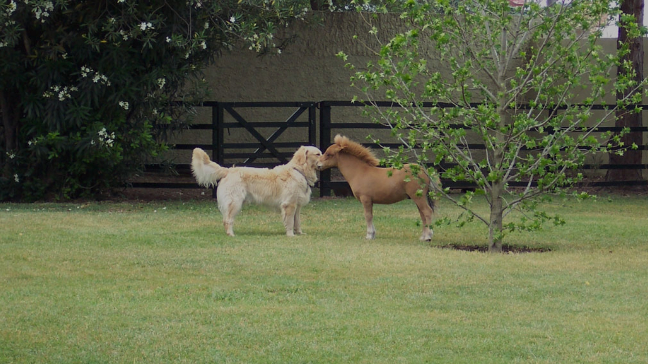 Menor cavalo do mundo, raça Falabella tem inteligência de cães