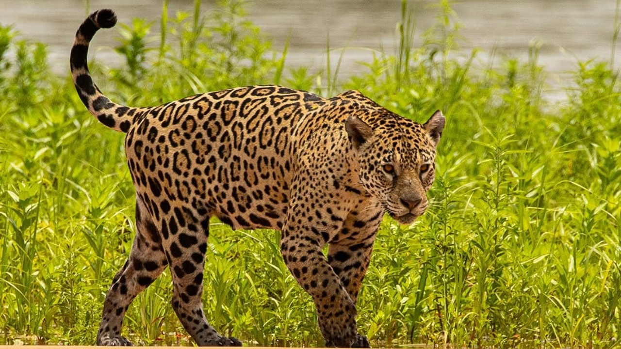 Só muda o tamanho: onças-pintadas miam como gatos no Parque do Iguaçu