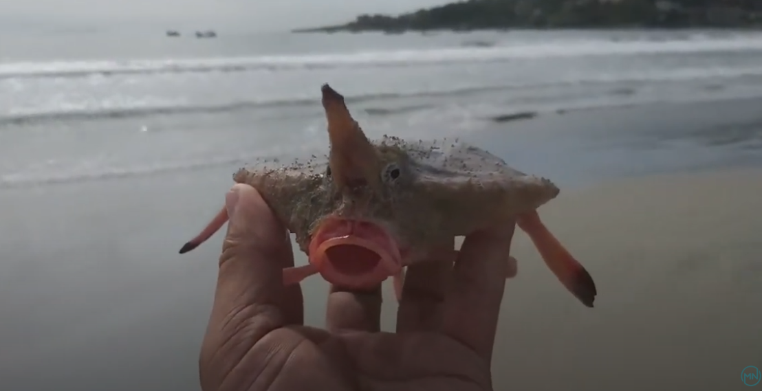 Assustador e inofensivo: conheça o peixe-morcego