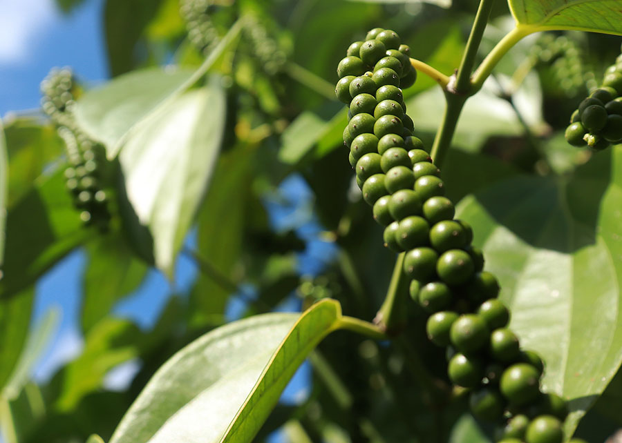 Uso de árvores no cultivo da pimenta-do-reino protege a floresta amazônica
