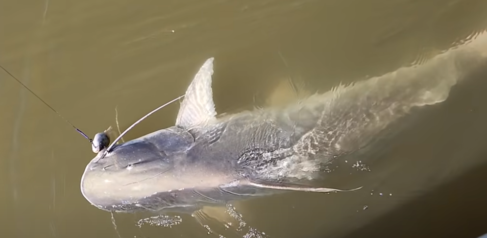Pescador fisga piraíba de 2,30 metros no Rio Xingu