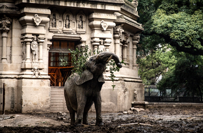 Elefanta africana Pupy chega ao Brasil
