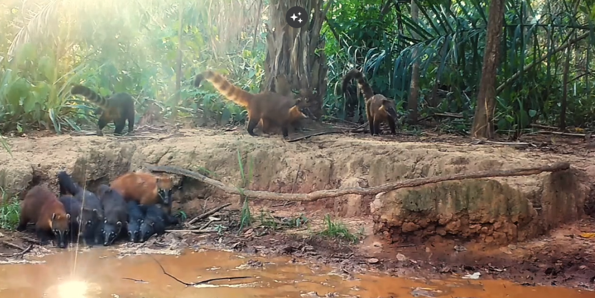 Flagrante: vídeo mostra família de quatis no Pantanal