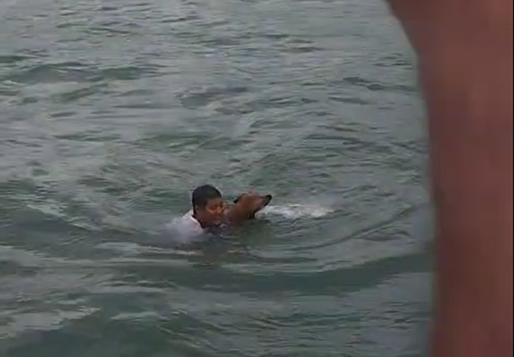 Flagrante: tripulação de balsa salva cão no mar de Ilha Bela