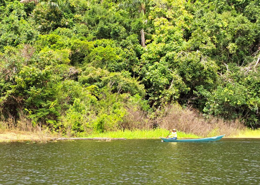 Floresta em pé: modelo de pagamento busca escala no agronegócio brasileiro