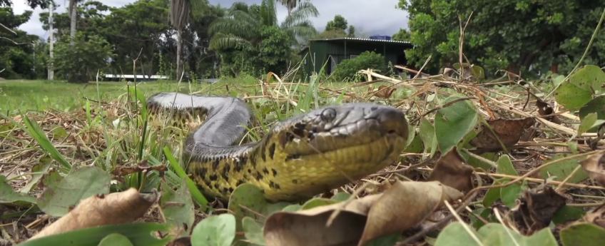 Sucuri-amarela exibe tamanho e beleza em vídeo impressionante