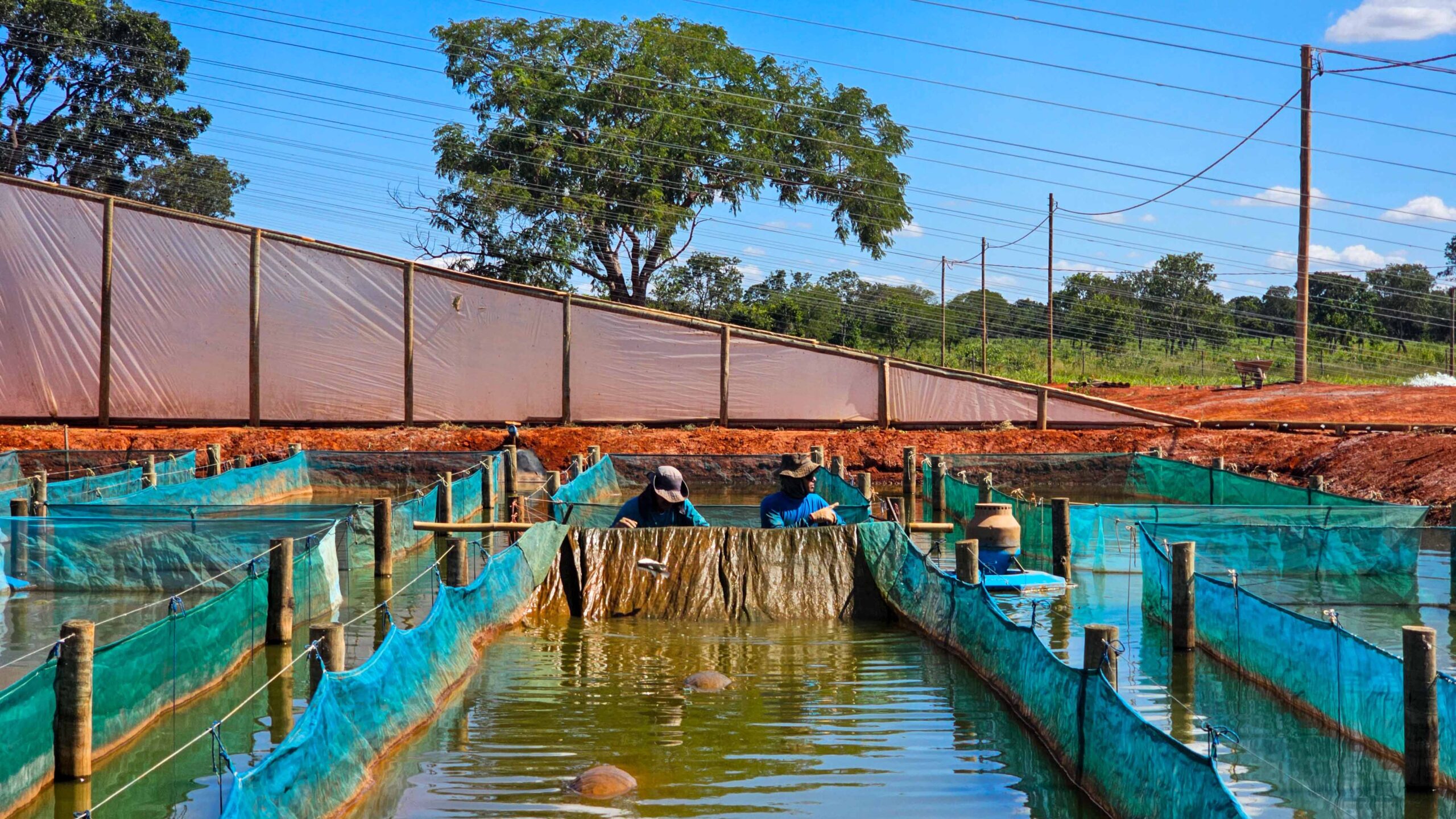 Conheça a cidade que mais produz tilápias no Brasil
