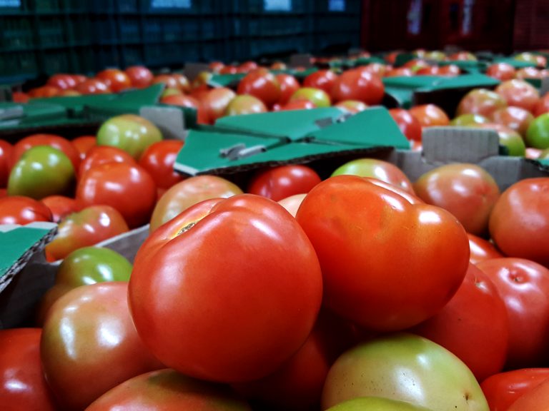 Prepare o bolso: tomate ultrapassa R$ 100 por caixa