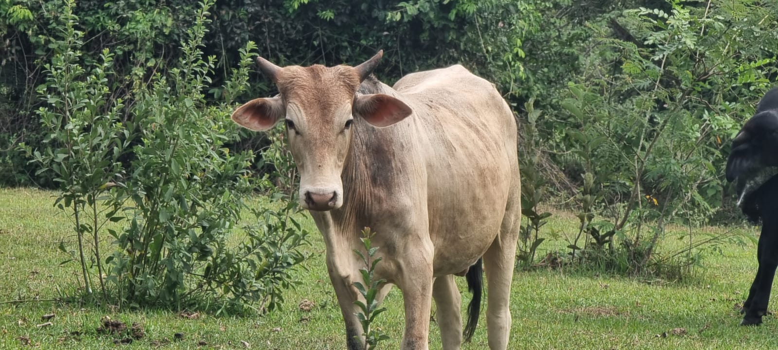 Seguro pecuário cresce e ganha destaque como proteção para produtor