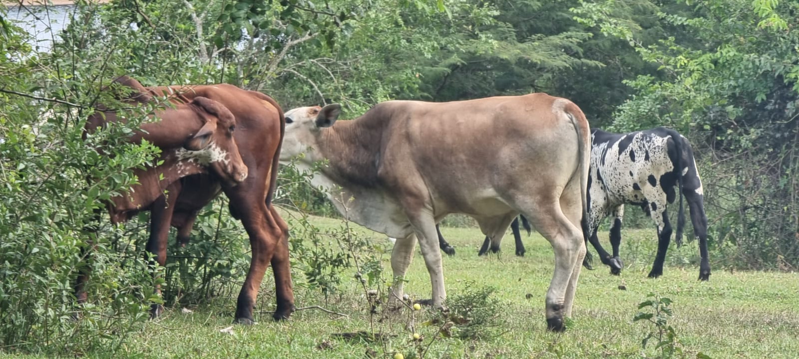 Conheça cidades que têm mais bois do que habitantes