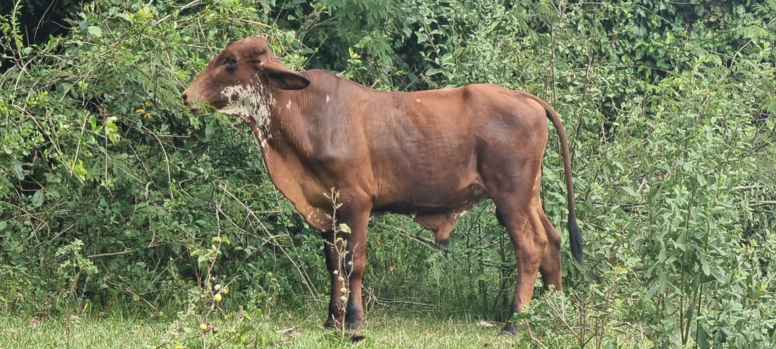Perigo: picada de carrapatos pode causar alergia à carne vermelha