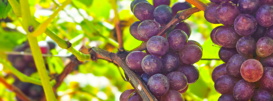 Grão Mogol impulsiona produção de vinhos no sertão mineiro