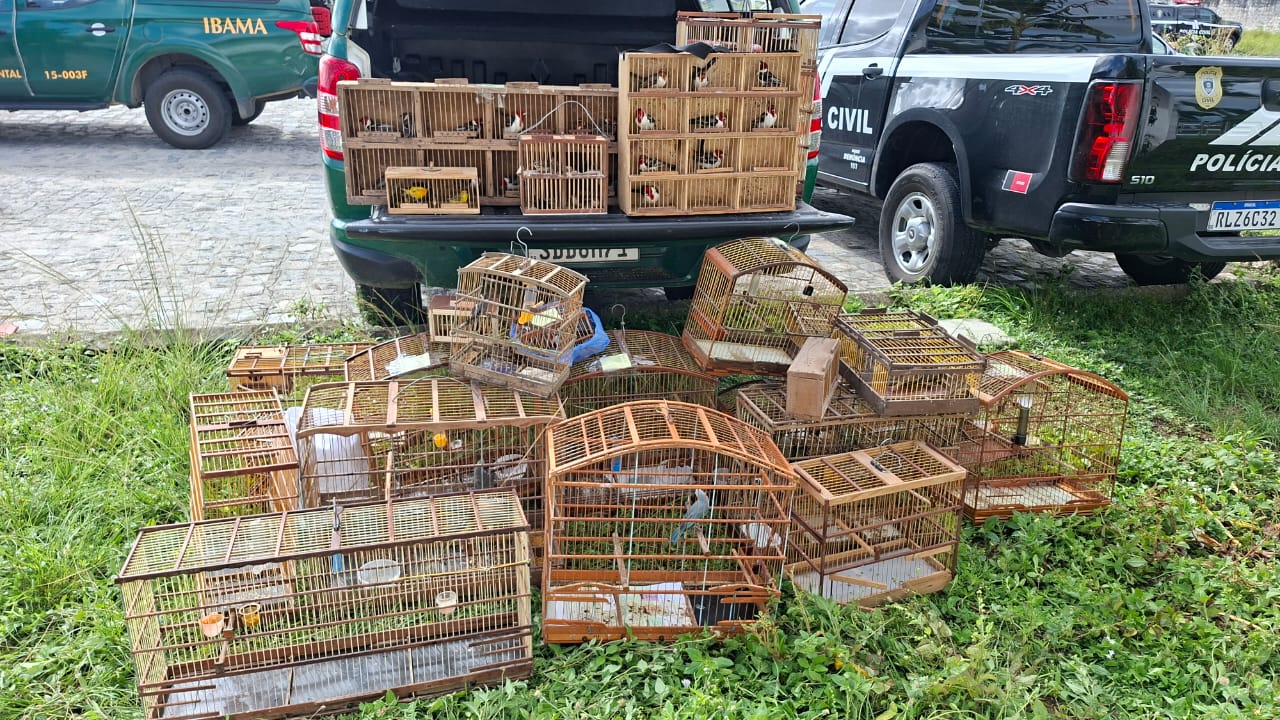 Operação Vidas Livres resgata 85 aves silvestres do tráfico na Paraíba