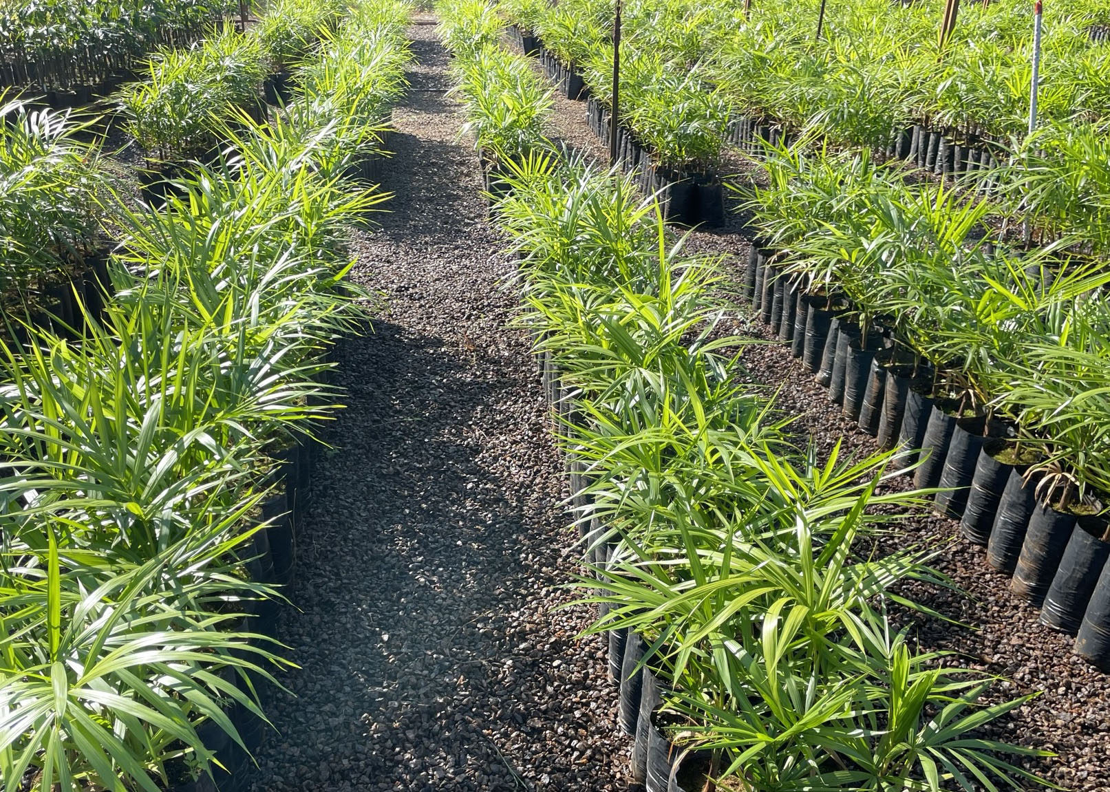 Embrapa: cultivo sustentável de açaí-solteiro