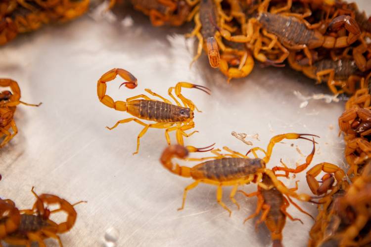 Perigo: escorpiões invadem cidades brasileiras