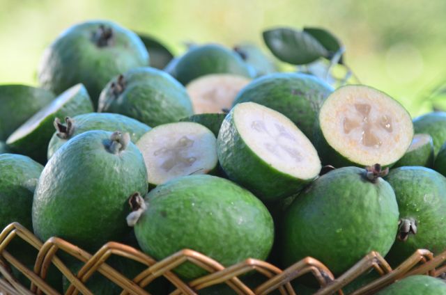 Fruta nativa do Sul do Brasil: conheça a goiaba-serrana
