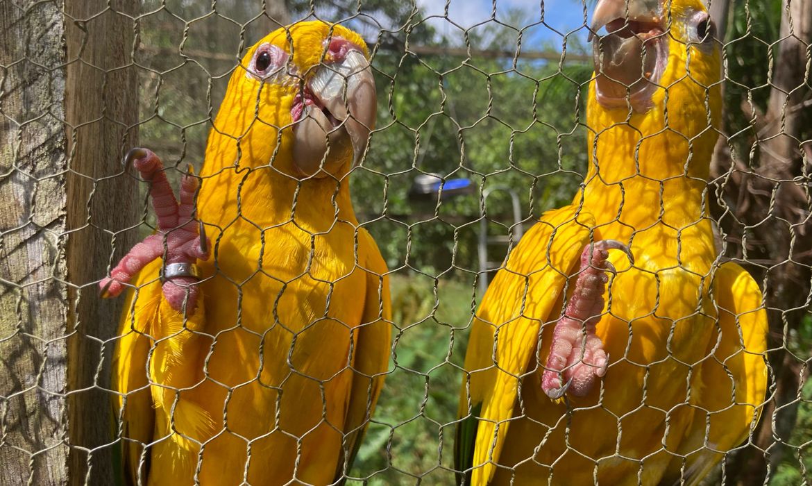 Ararajuba sofre com tráfico e domesticação ilegal