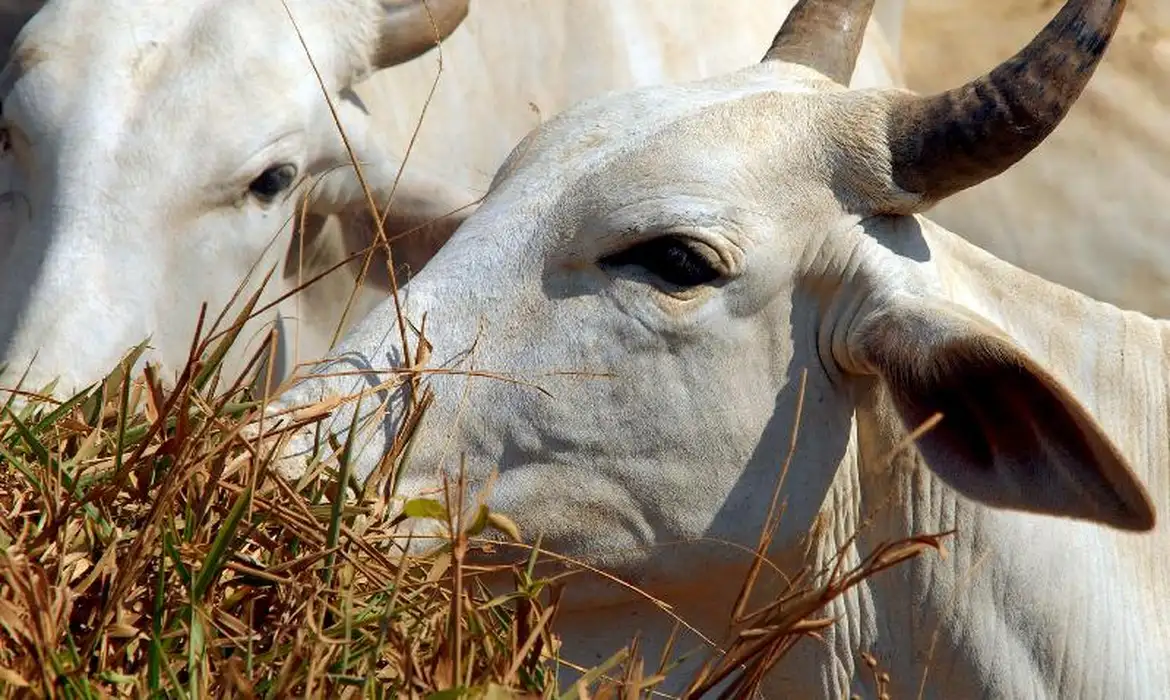 Exportações de carne bovina caem, mas preço maior sustenta receita