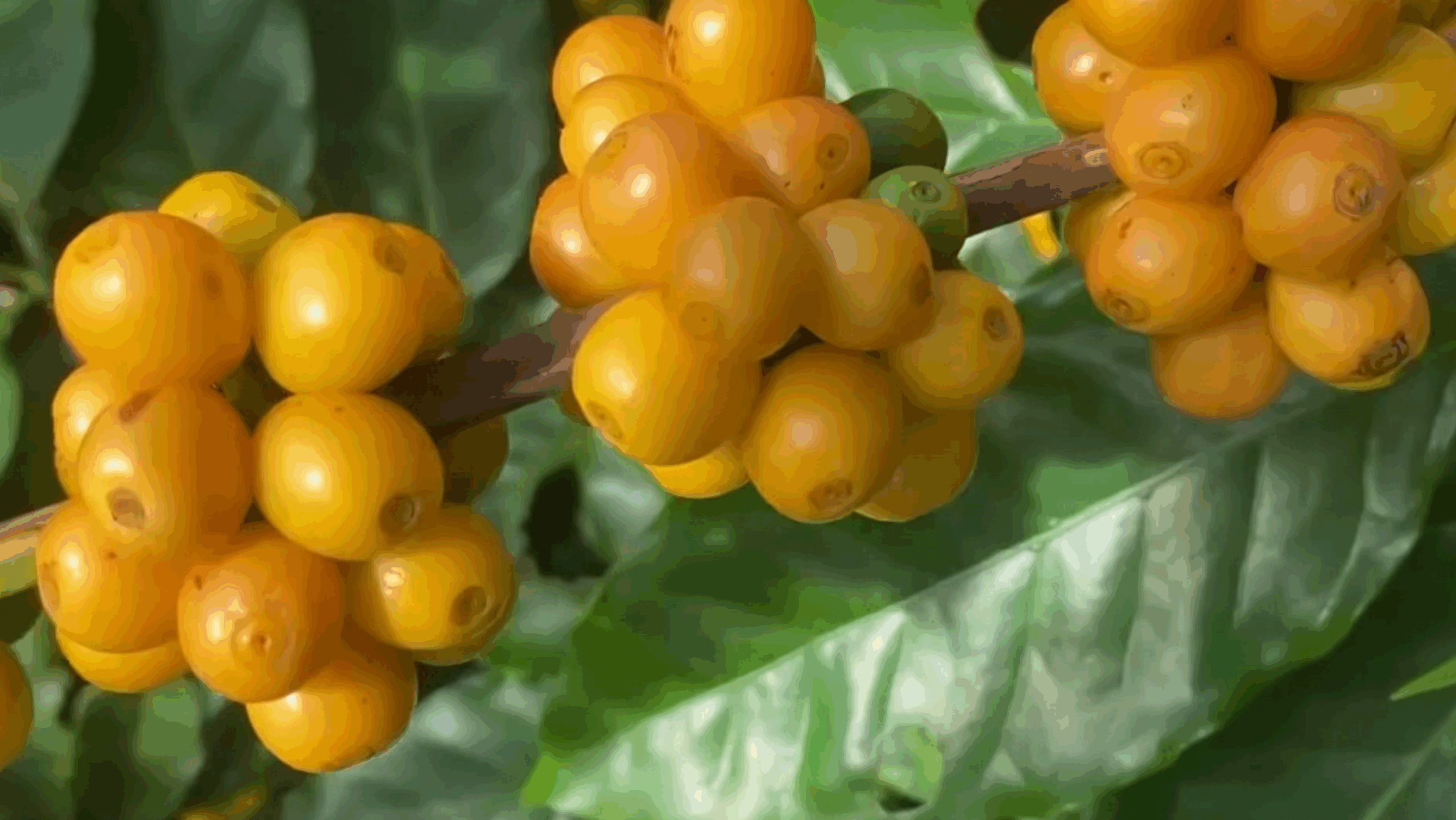 Dia Nacional do Café: entenda a diferença entre café tradicional e especial