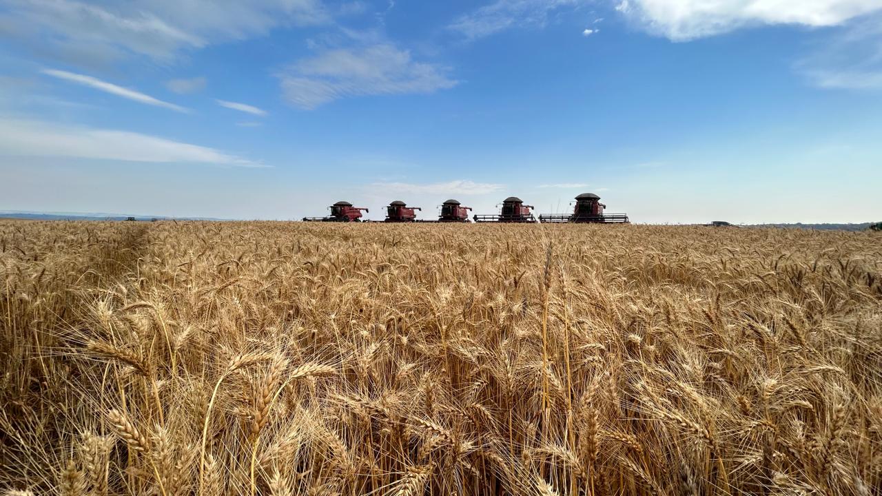 Moagem de trigo no Brasil cresce 3% em 2024