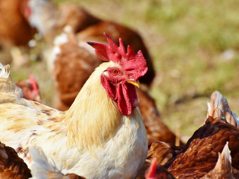 Caso de influenza aviária no Brasil evidencia necessidade urgente de reforço da defesa agropecuária, alerta Anffa Sindical