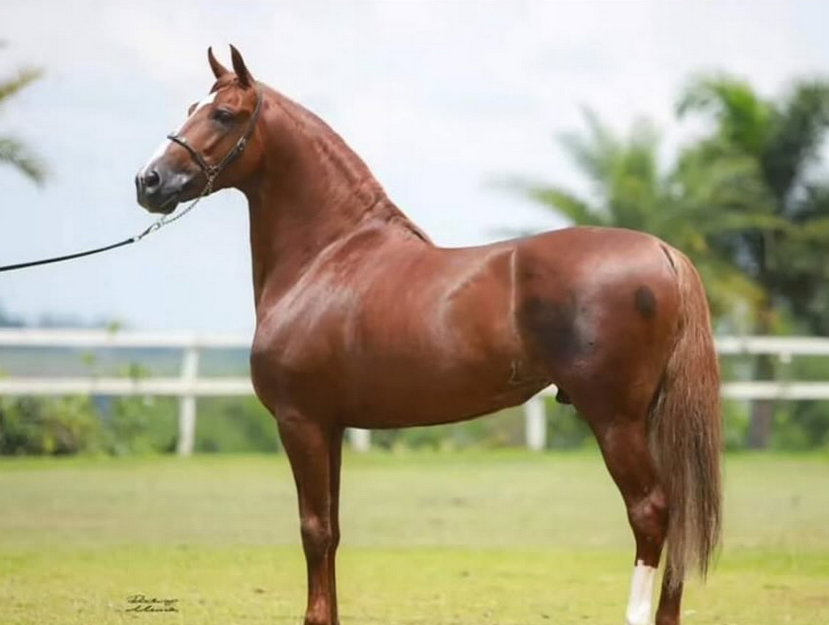 102 milhões: conheça o cavalo Mangalarga Marchador mais valioso do Brasil
