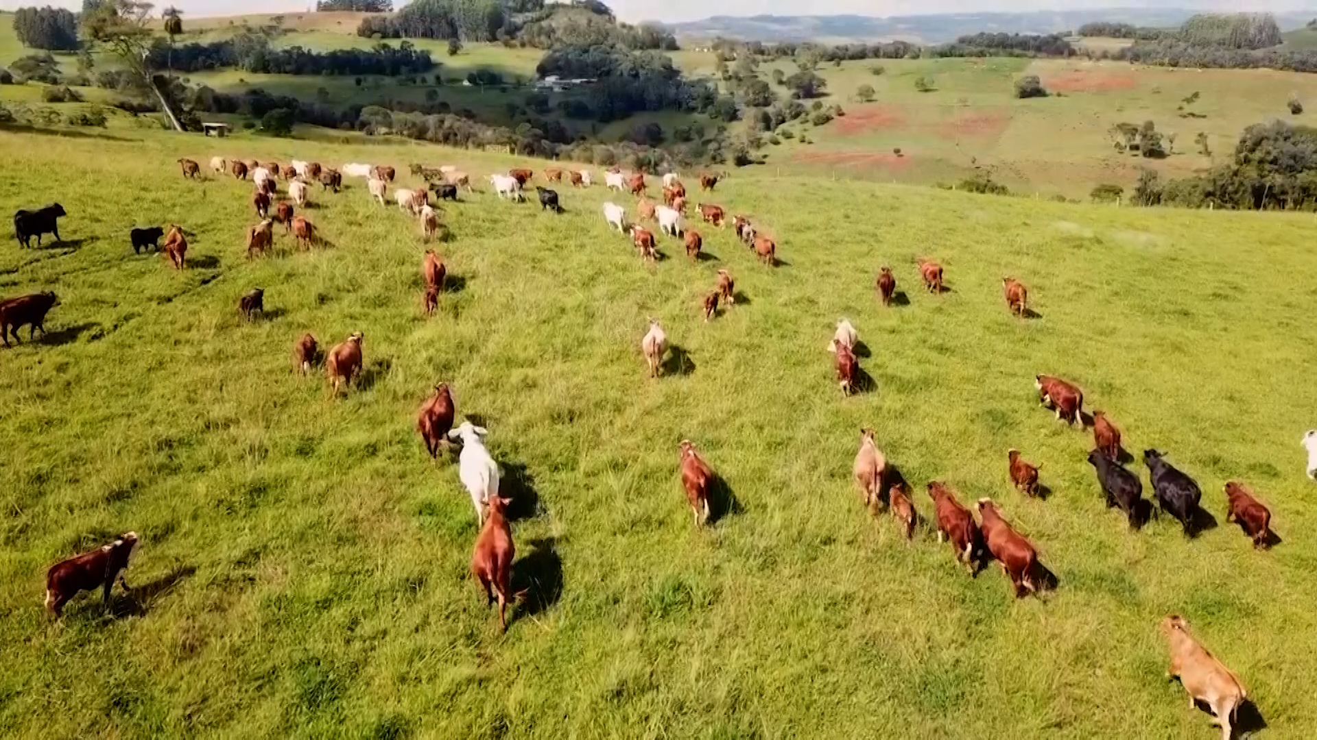 Inteligência Artificial impulsiona agronegócio brasileiro