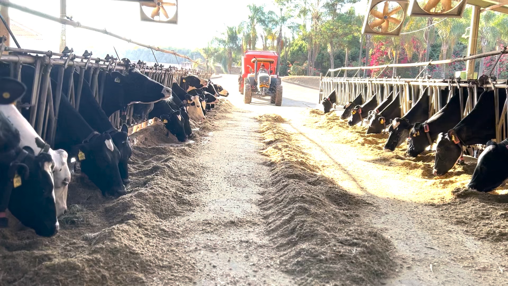 Fazenda em Uberaba produz leite com genética selecionada