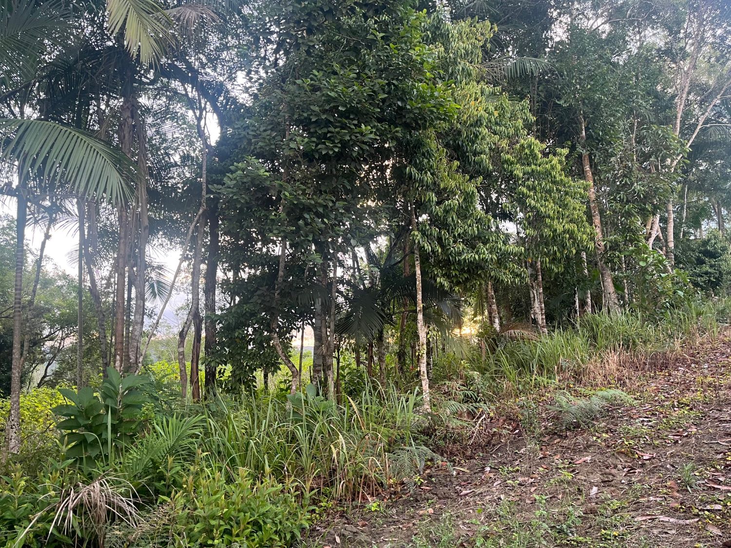 Semear Digital une agricultura e biodiversidade em pequenas e médias propriedades rurais
