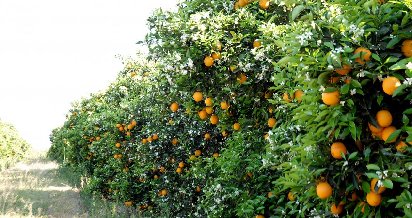 Previsão de alta na safra no Brasil derruba preço do suco em NY