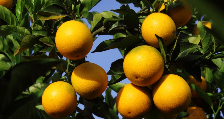 Bagaço de laranja movimenta indústrias de alimentos, cosméticos e energia