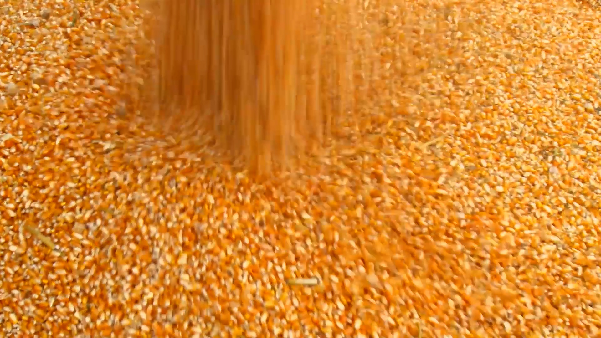 Boletim Agro em Campo: milho reage e mandioca dispara
