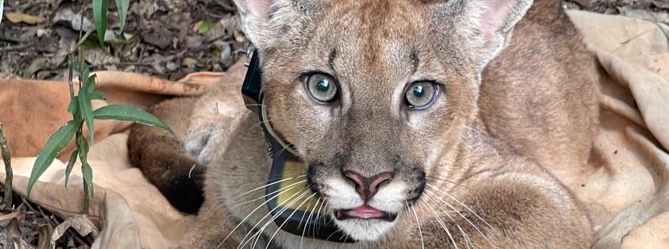 Onça-parda é monitorada no Parque Estadual da Serra do Rola-Moça