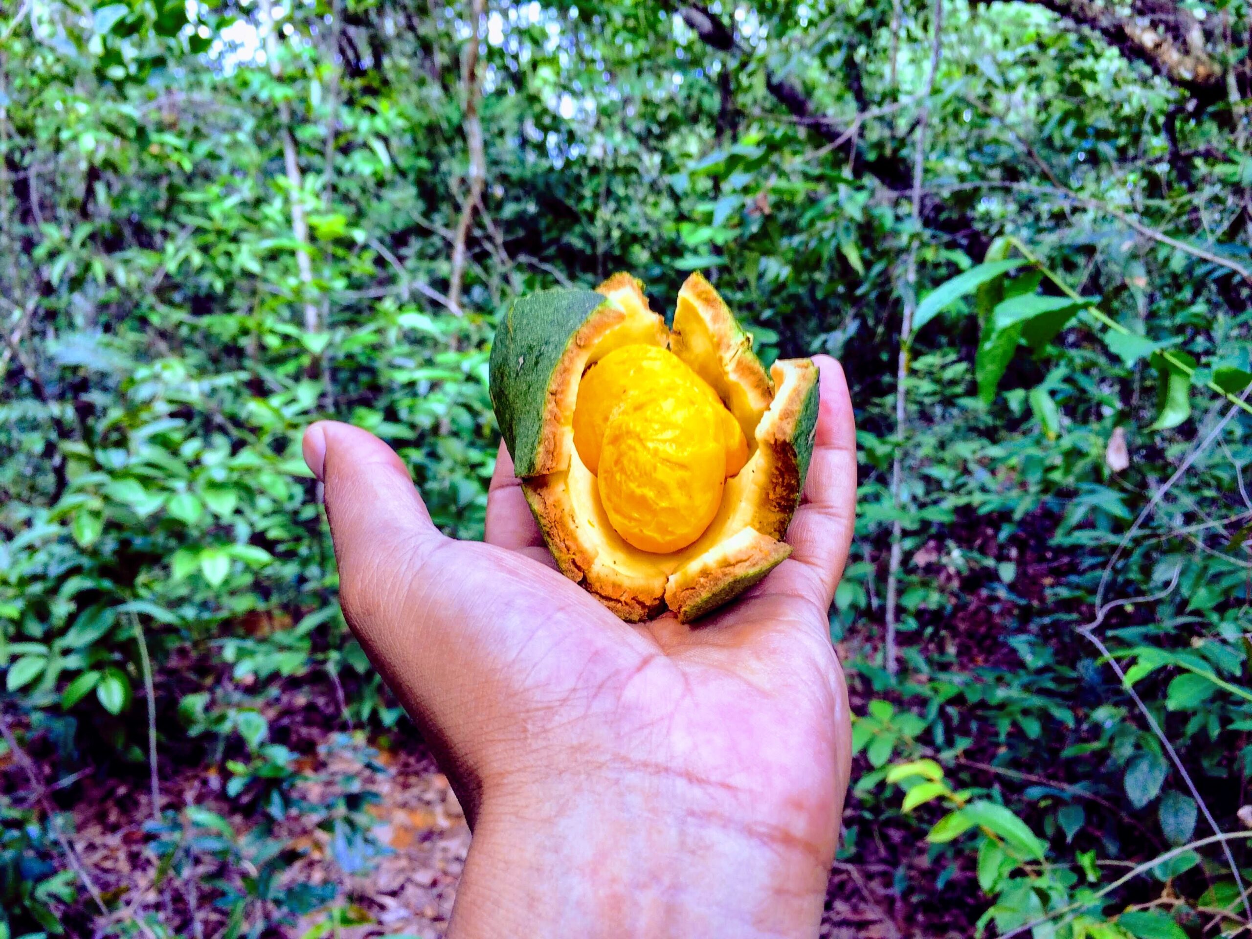 Startup aposta na castanha de pequi como superalimento