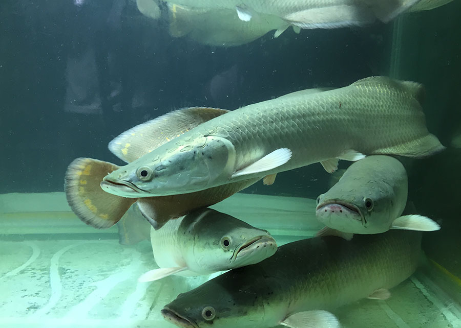 Pescadores de Malhada capturam pirarucu gigante de 92 kg