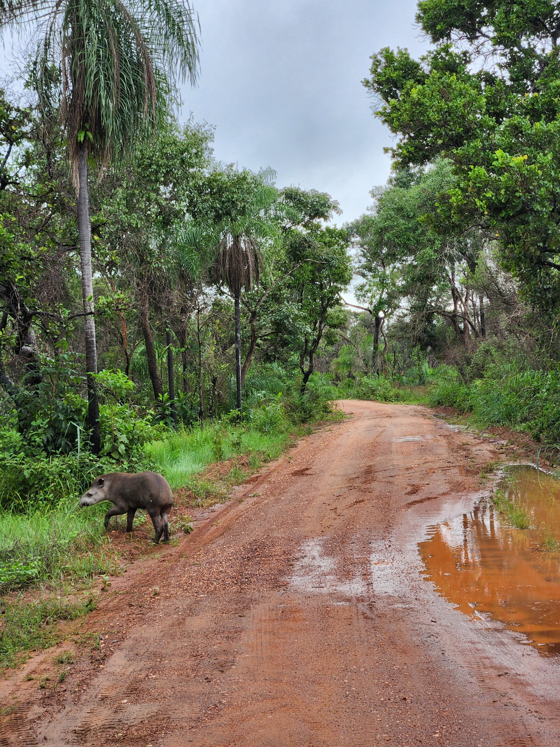 Anta Valente, sobrevivente dos incêndios no Pantanal, é reintroduzida ao seu habitat natural
