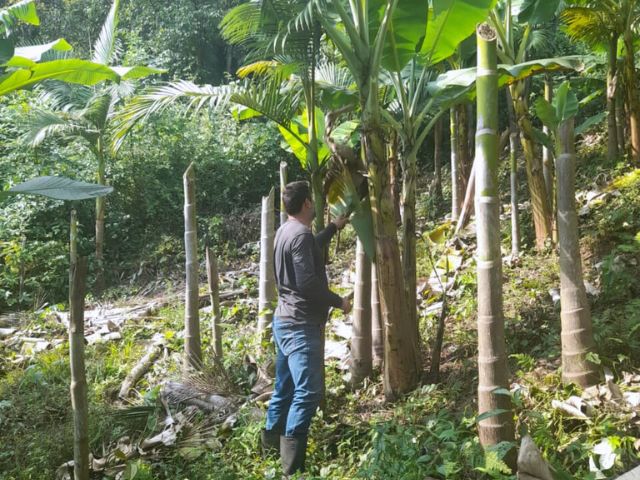 Família investe em produção de banana orgânica